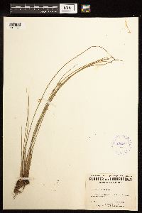Juncus filiformis image