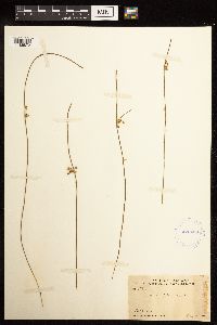 Juncus filiformis image