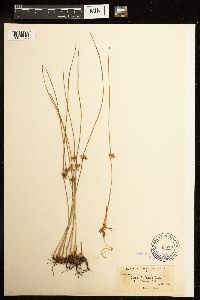 Juncus filiformis image
