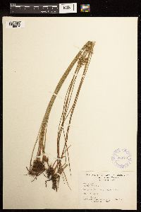 Juncus filiformis image