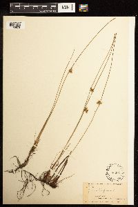 Juncus filiformis image