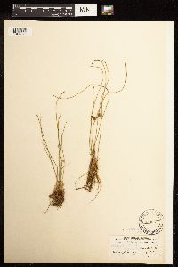 Juncus filiformis image