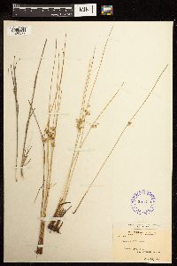 Juncus filiformis image