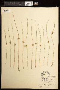 Juncus filiformis image