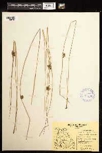 Juncus filiformis image