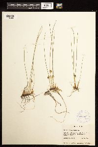 Juncus filiformis image