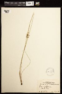 Juncus filiformis image