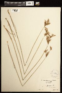 Juncus filiformis image