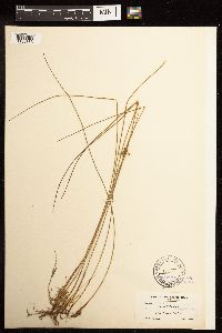 Juncus filiformis image