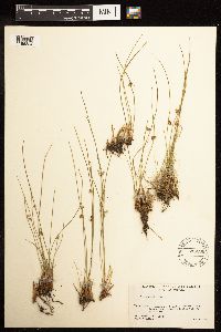 Juncus filiformis image
