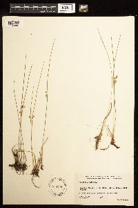 Juncus filiformis image