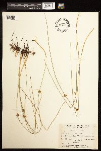 Juncus filiformis image