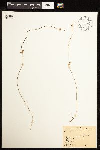 Juncus filiformis image