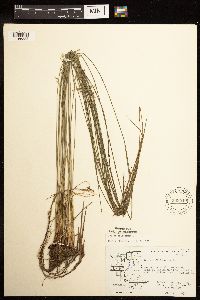 Juncus filiformis image