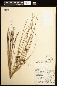 Juncus filiformis image