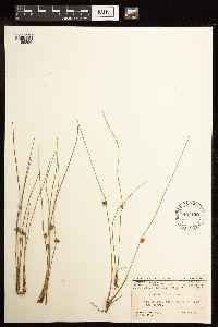 Juncus filiformis image