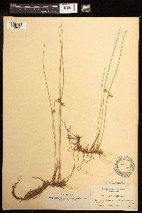 Juncus filiformis image