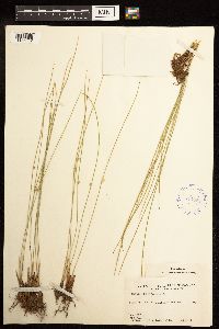 Juncus filiformis image