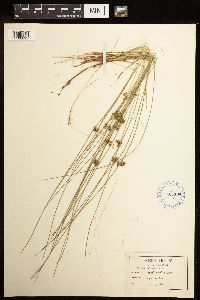 Juncus filiformis image