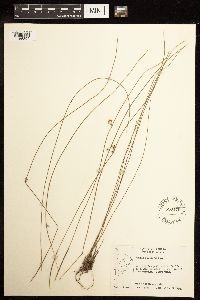 Juncus filiformis image