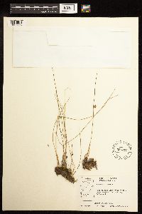 Juncus filiformis image