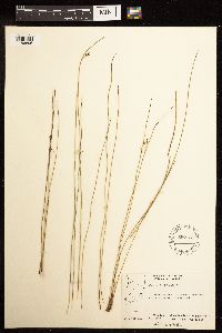 Juncus filiformis image