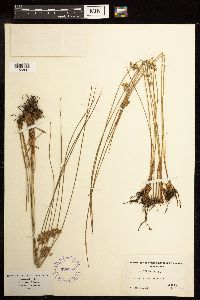 Juncus filiformis image