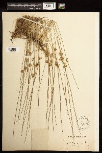 Juncus filiformis image