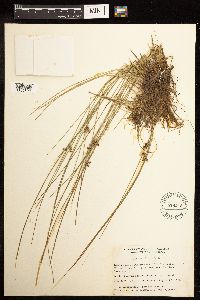 Juncus filiformis image