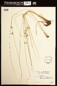 Juncus filiformis image