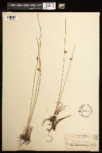 Juncus filiformis image