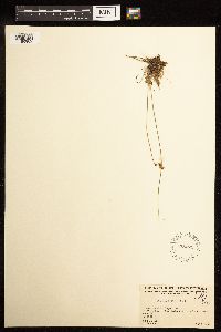 Juncus filiformis image