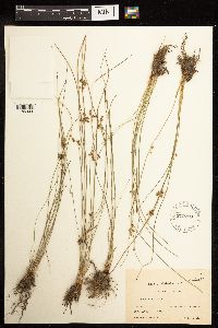 Juncus filiformis image