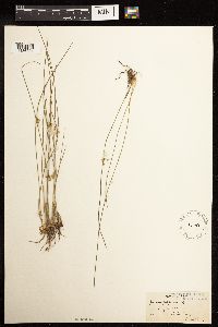 Juncus filiformis image