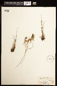 Juncus filiformis image