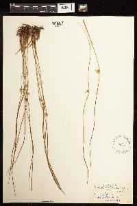 Juncus filiformis image