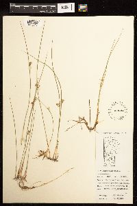 Juncus filiformis image