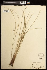 Juncus filiformis image