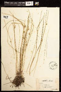 Juncus filiformis image