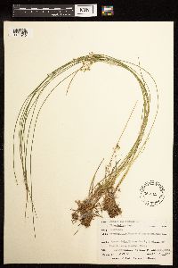 Juncus filiformis image