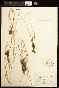 Juncus filiformis image