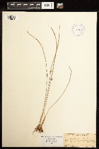 Juncus filiformis image