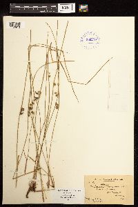 Juncus filiformis image