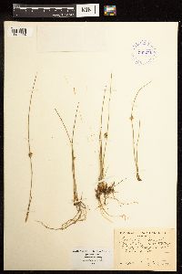 Juncus filiformis image