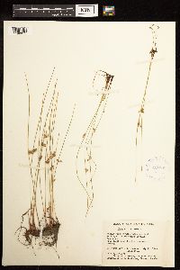 Juncus filiformis image