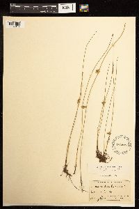 Juncus filiformis image