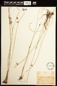 Juncus filiformis image