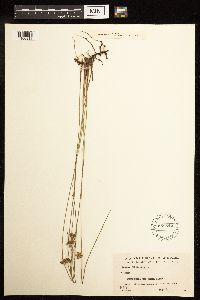 Juncus filiformis image