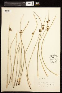Juncus filiformis image