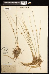 Juncus filiformis image
